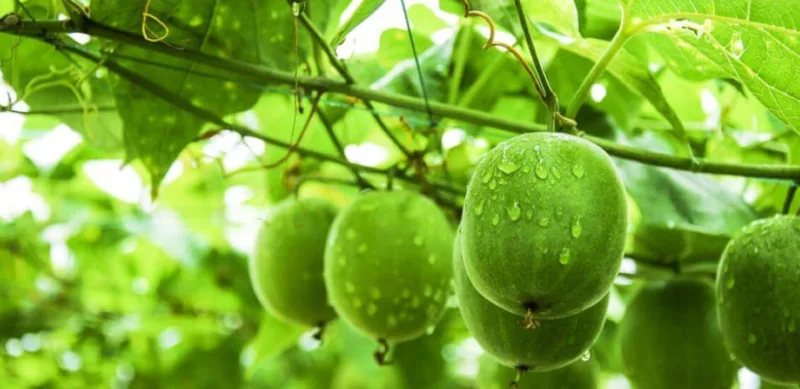 ¿Por Qué Cada Vez Más Personas Eligen El Fruto Del Monje? Monk Fruit Extract