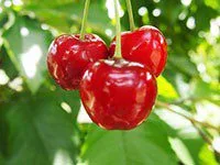 Alimentos Para Apoyar La Función Renal 7-Best-Foods-To-Support-Kidney-Function