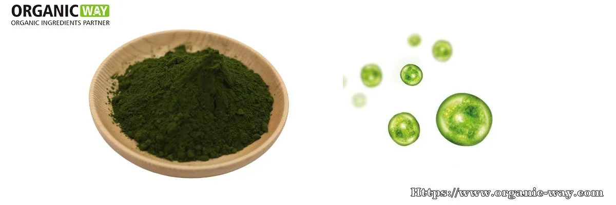 Polvo De Chlorella Orgánica Polvo De Clorela Orgánico