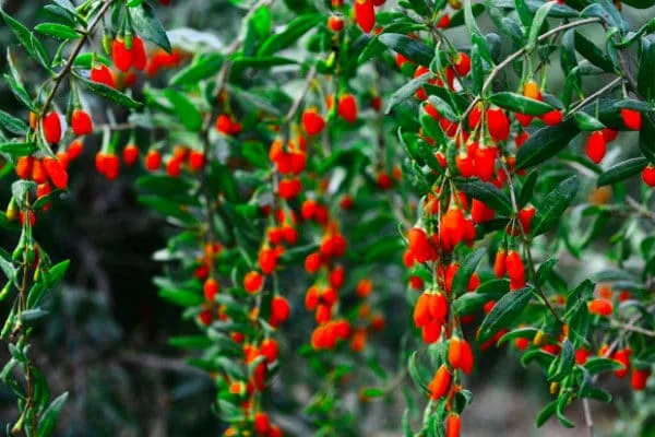 El Suministro De Bayas De Goji Ecológicas Es Escaso Este Año Goji-Berry