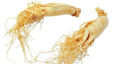 Ginseng fresco orgánico