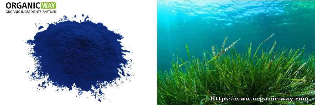 Ficocianina Orgánica Organic Phycocyanin