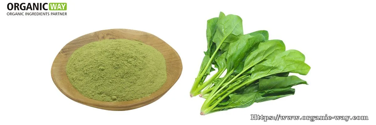 Polvo De Espinaca Ecológica Organic-Spinach-Powder