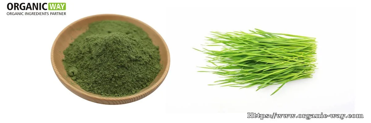 Polvo De Hierba De Trigo Orgánica