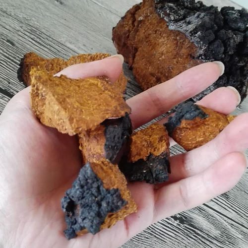 Chaga tiene múltiples valores nutricionales, dos direcciones de investigación son el foco Chaga tiene múltiples valores nutricionales, dos direcciones de investigación son el foco