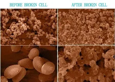 ¡Descubrir El Misterio Del Reishi Comienza Aquí! Broken Cell Reishi