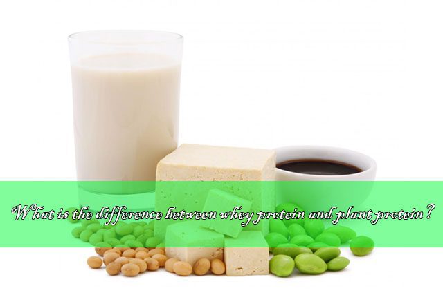 ¿Cuál es la diferencia entre la proteína de suero y la proteína vegetal? different between whey protein and plant protein