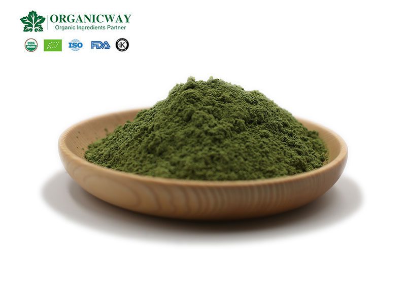 ¿Cuáles son los beneficios para la salud del polvo de pasto de trigo? wheatgrass powder